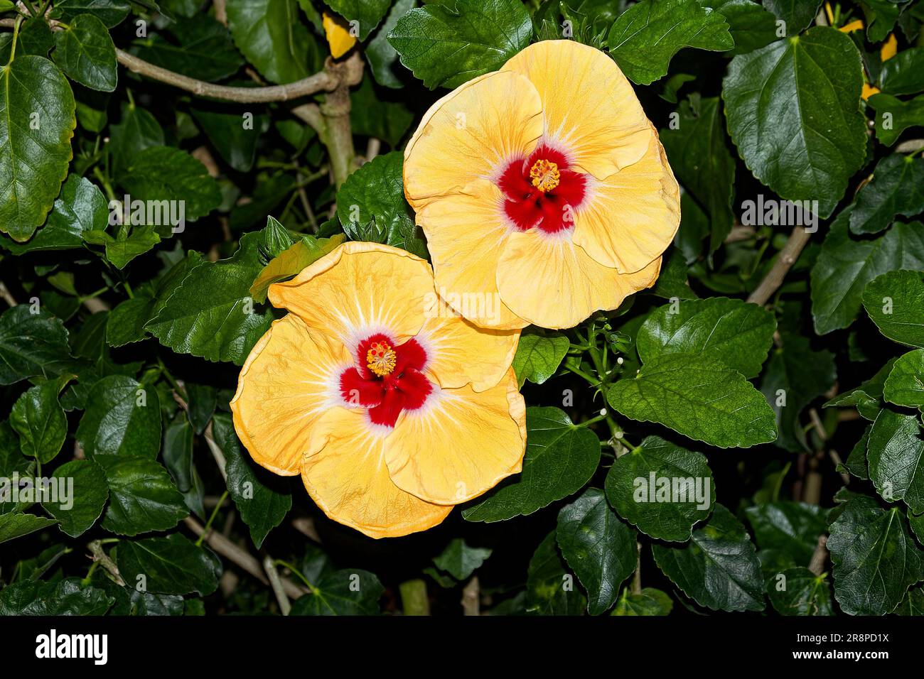 2 Hibiskus, Kulturblumen, gelbe, glänzende grüne Blätter, Nahaufnahme, Zwillinge, Natur, tropische Sträucher, Quora, Pennsylvania, Sommer Stockfoto