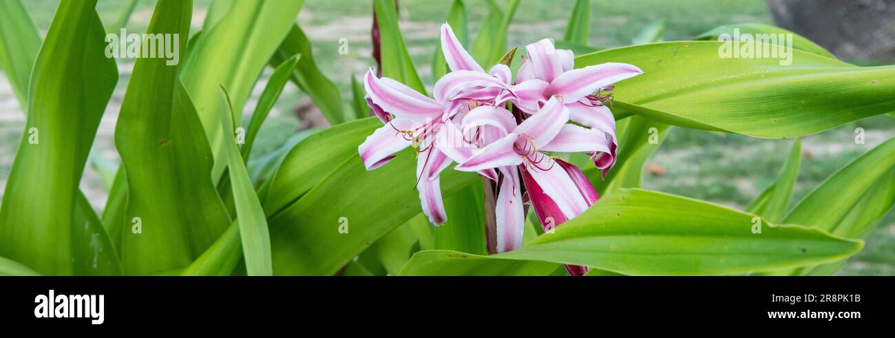 Wunderschöne rosa Seychellen-Lilien blühen im Garten. Stockfoto