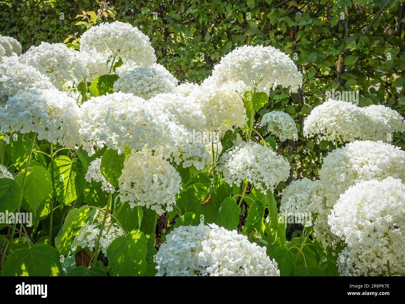 Weiße Hortensien im Garten. Hydgrangea Arborescens Starke Annabelle. Stockfoto