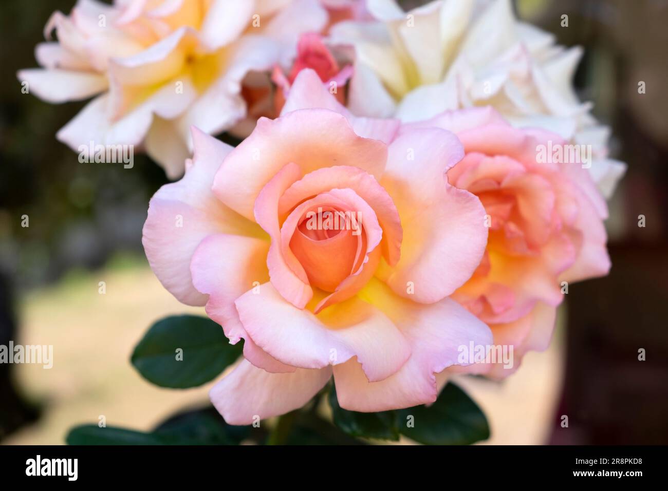 Nahaufnahme des Clusters von David Austin Duft Compassion erblühte im Juni Garten 2023 Carmarthenshire Wales UK KATHY DEWITT Stockfoto