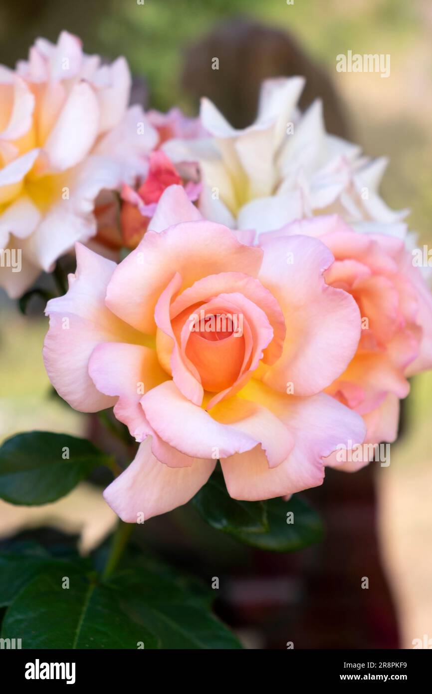 Nahaufnahme des Clusters von David Austin Duft Compassion erblühte im Juni Garten 2023 Carmarthenshire Wales UK KATHY DEWITT Stockfoto