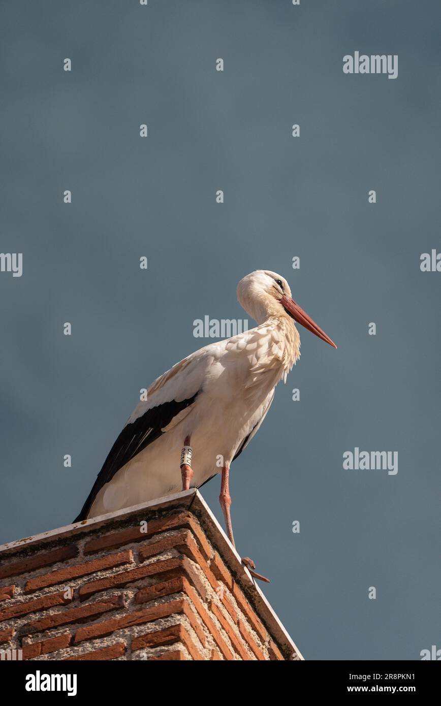 Ein majestätischer Storch erhebt sich auf einem Dach und sonnt sich im Sonnenlicht vor dem Hintergrund eines klaren blauen Himmels. Stockfoto