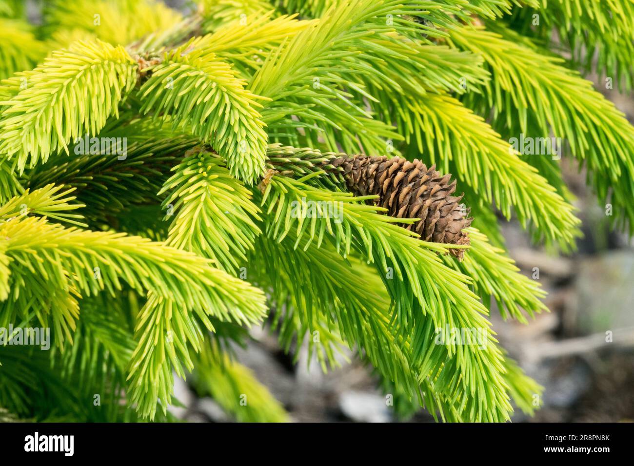 Norwegen Fichte, Picea abies, Golden Yellow, Needles, Picea abies 'Catharines Golden Heart' Cone Stockfoto