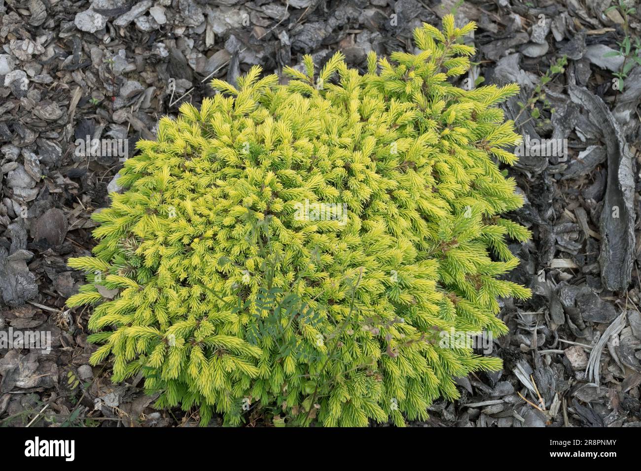 Kanadische Fichte, Picea glauca „Leontien“ Alberta Fichte, Weiße Fichte, Picea glauca, Miniatur, Zwerg, Kultivar Stockfoto