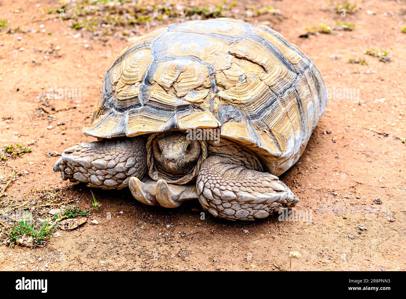 Bild einer afrikanischen Schildkröte (Centrochelys sulcata) in einem Tierschutzgebiet in Menorca, Balearen Stockfoto