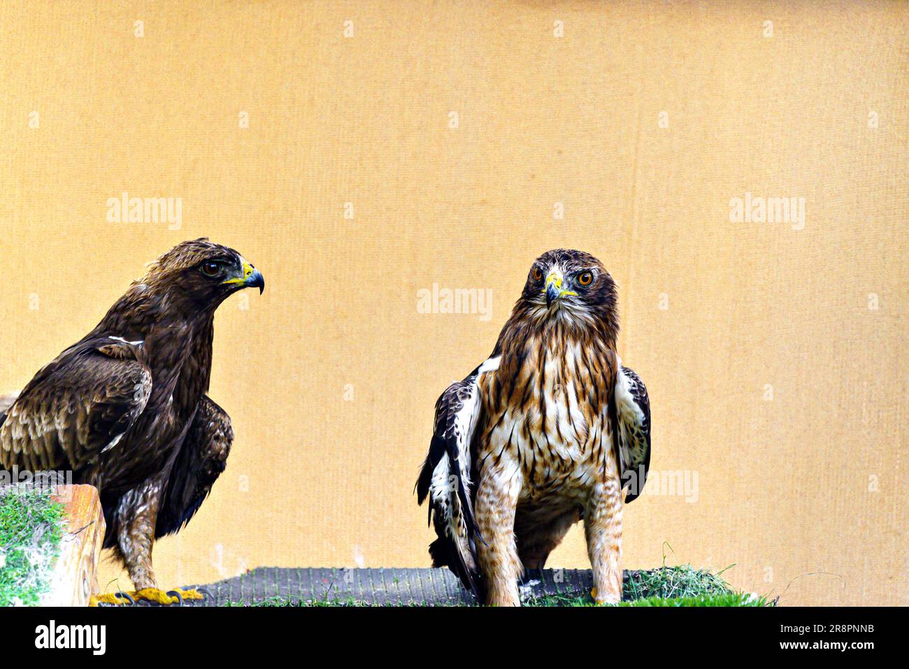 Aufnahme des geworfenen Adlers (Hieraaetus pennatus), einem mittelgroßen Raubvogel, in einem Wildtierzentrum in Menorca Stockfoto