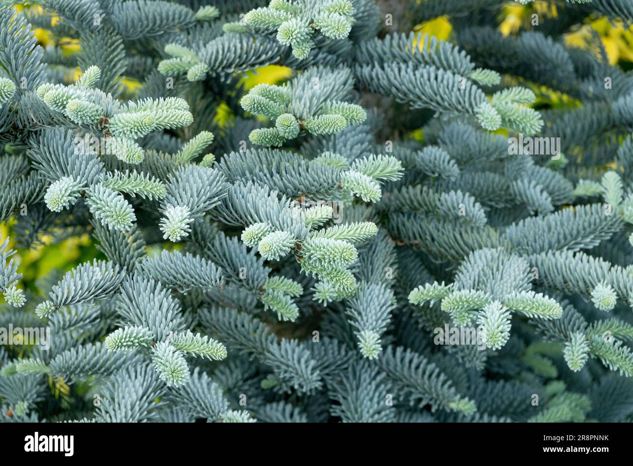 Edle Tannenacheln procera „procumbens Nana“ Abies Blautannadeln Frühlingslaub Nadelbäume Baumzweige wachsende Pflanze Garten Nadelzweig Stockfoto