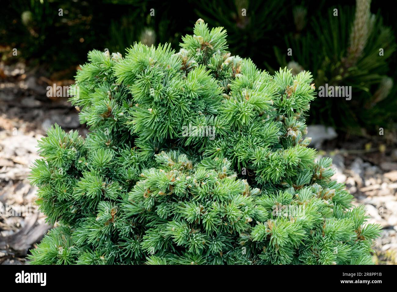 Douglas Fir, Pseudotsuga glauca 'Issalm' Stockfoto
