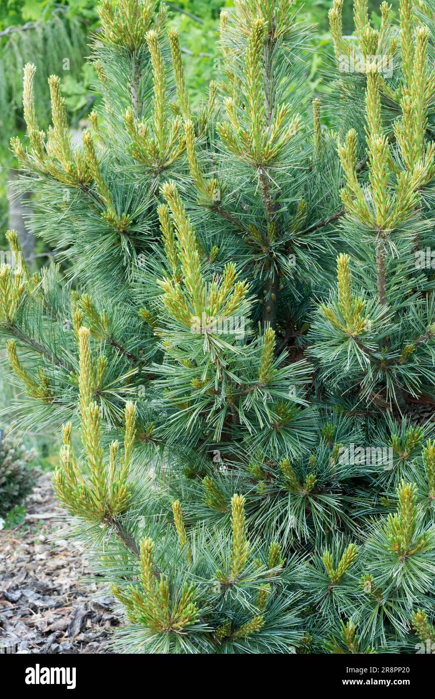 Westliche Weißkiefer, Pinus monticola „Crawford“ Stockfoto