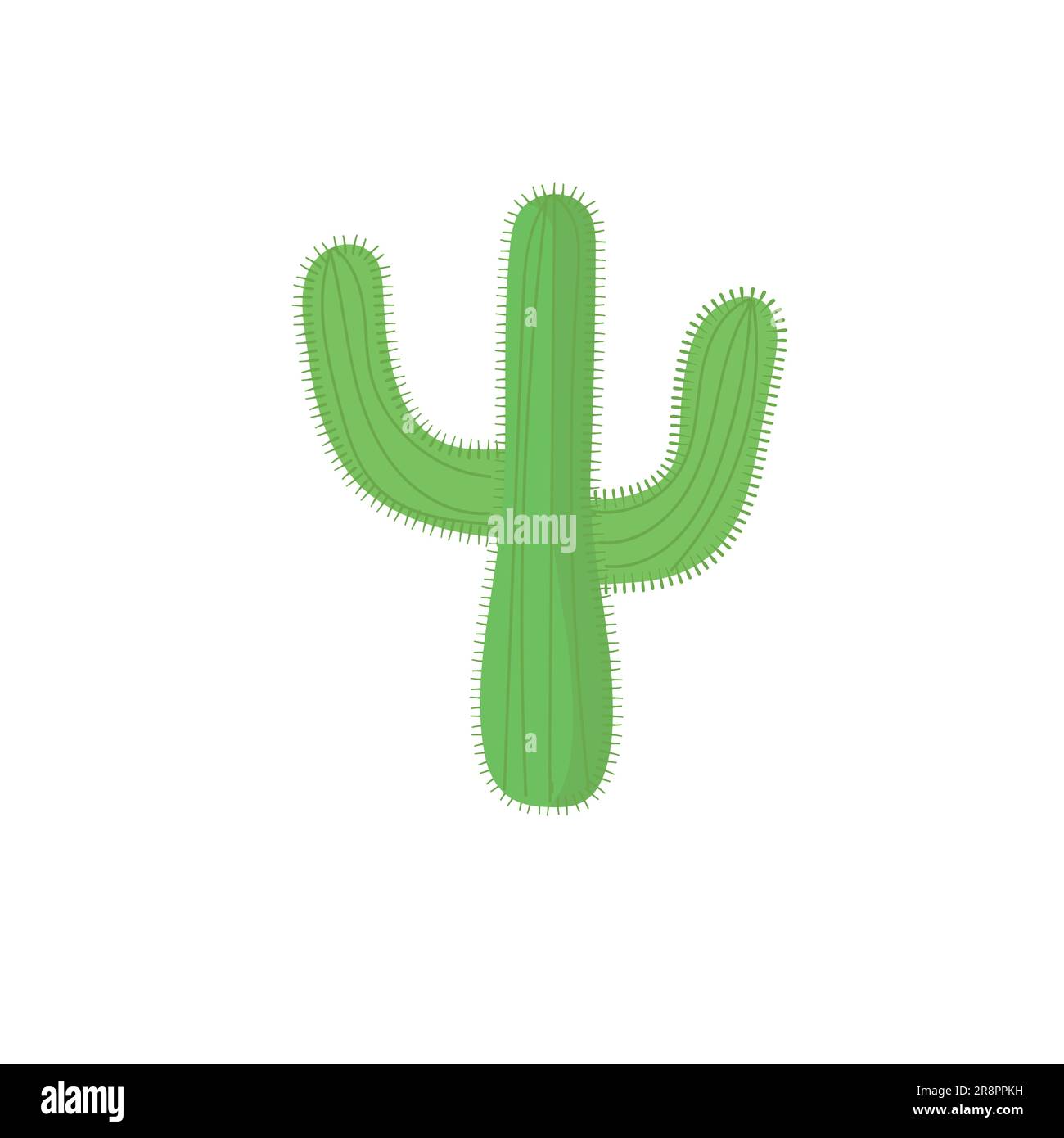 monstera burle marx flame baby Monstera Burle Marx Flame