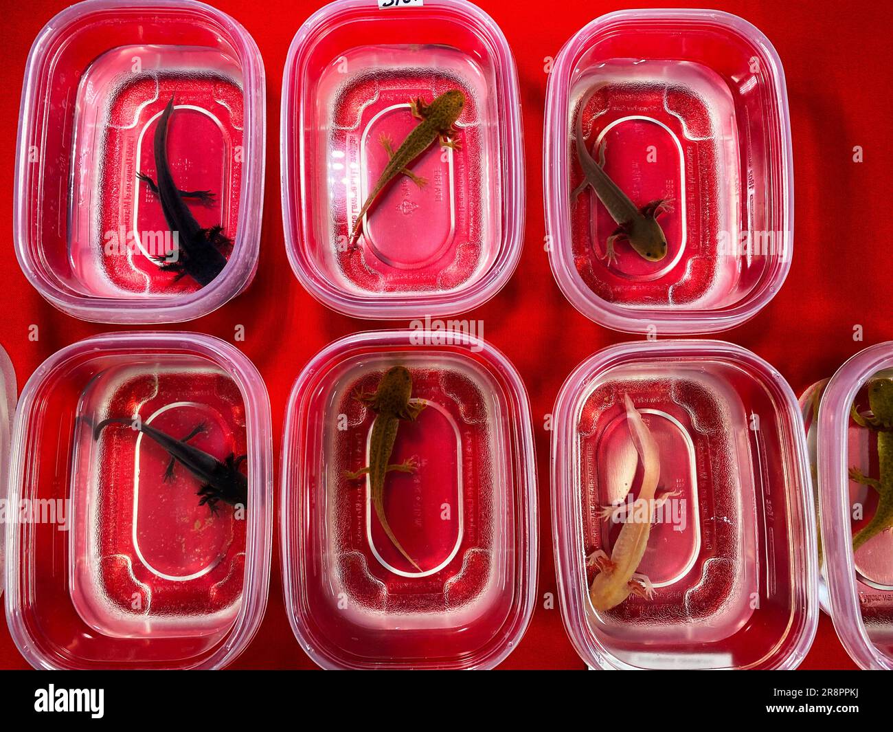 Axolotl, Z.B. geschieht Stockfoto