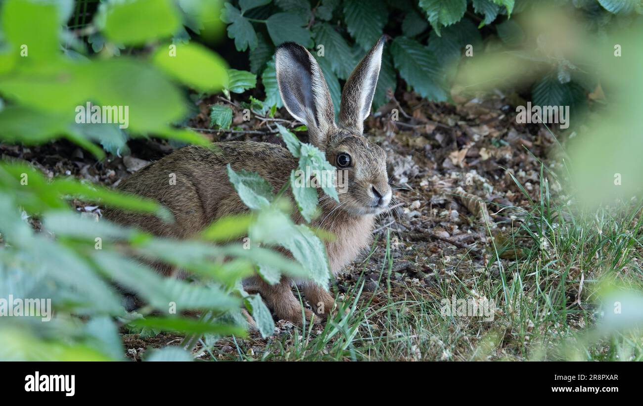 Brauner Hase sieht aus wie ein Versteck Stockfoto