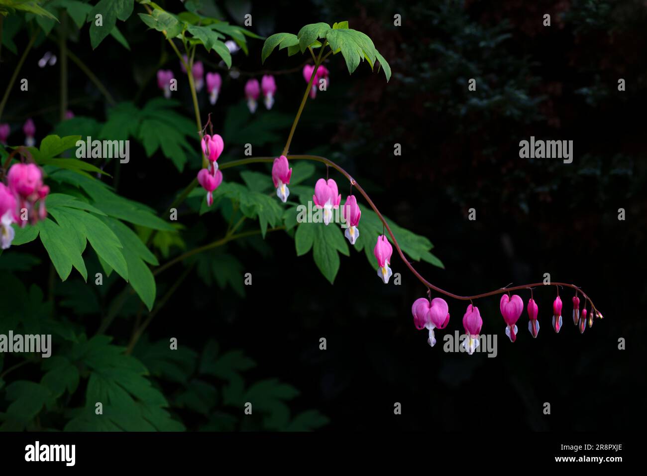 Pflanze Lamprocapnos (Tränen Herz - Flammendes Herz - Marias Herz) muss an einem schattigen Ort sein. Makroaufnahme von rosa Blumen gegen dunkle Nadelbäume im Ba Stockfoto
