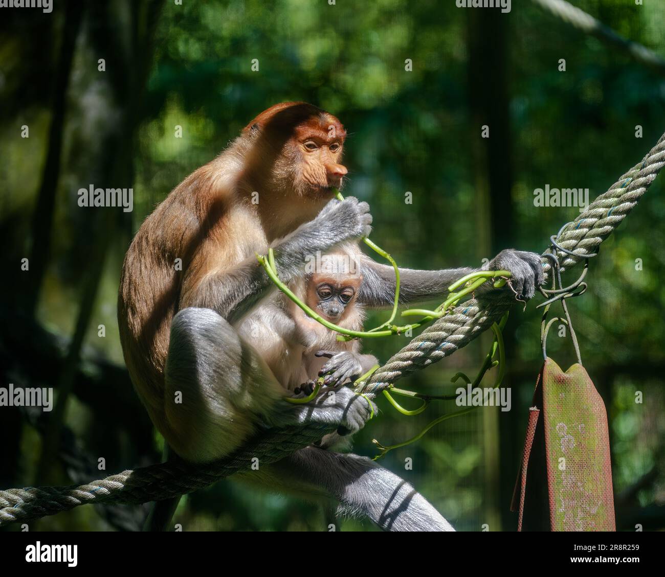 Eine Teleaufnahme eines erwachsenen weiblichen Proboscis-Affen, der sich um seine Nachkommen kümmert. Stockfoto