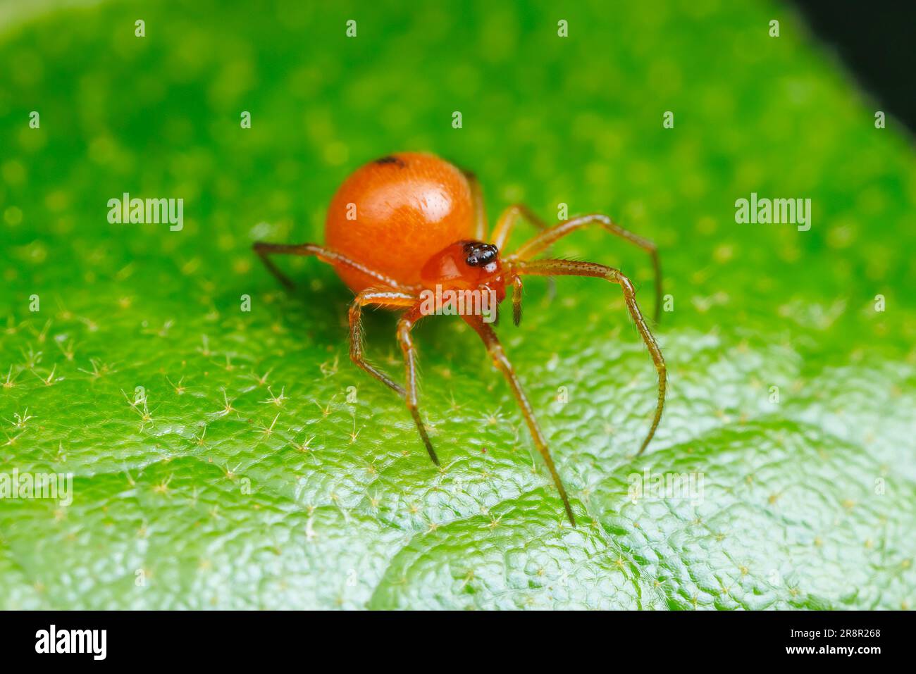Cobweb Spider (Thymoites unimaculatus) – Weiblich Stockfoto