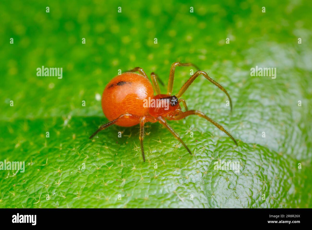 Cobweb Spider (Thymoites unimaculatus) – Weiblich Stockfoto