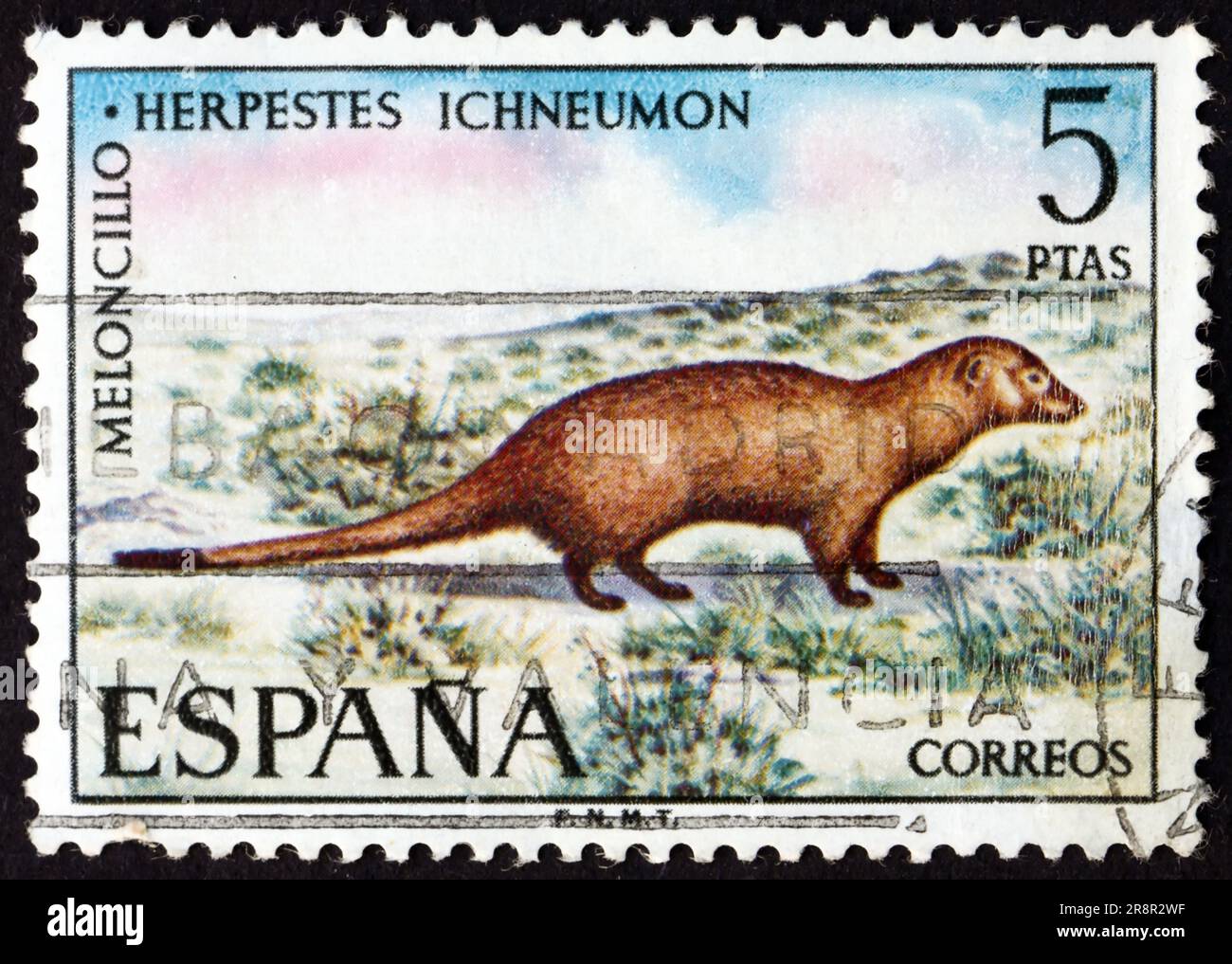 SPANIEN - CA. 1972: Ein in Spanien gedruckter Stempel zeigt, dass der ägyptische Mungo herpestes ichneumon eine in den Küstenregionen entlang t heimische Mungose ist Stockfoto