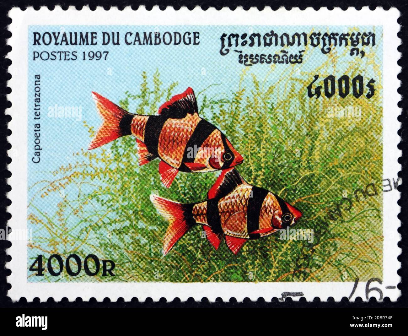 KAMBODSCHA - CIRCA 1997: Ein in Kambodscha gedruckter Stempel zeigt die Tigerbarbe Capoeta tetrazona, eine Art tropischer Zyprinidenfische, ca. 1997 Stockfoto