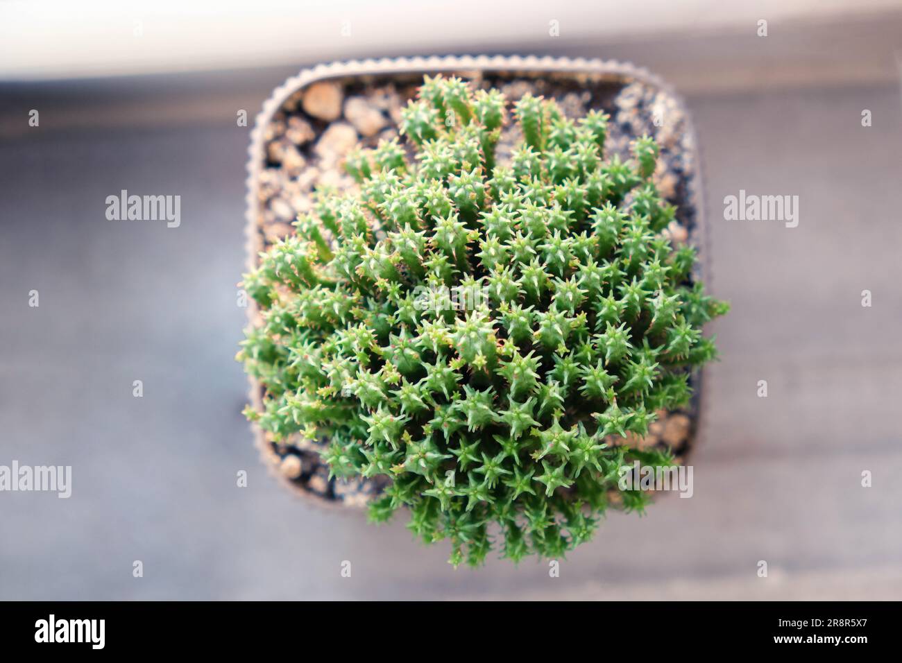 Draufsicht kleine saftige Pflanze im Topf am Fenster, Kaktushintergrund Stockfoto