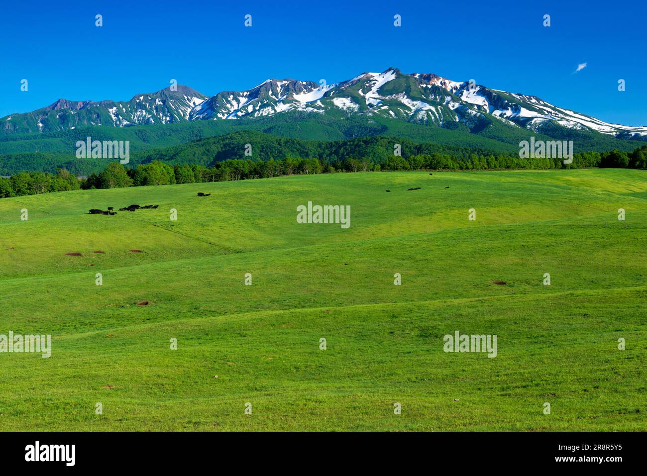 Angus Ranch und Taisetsu Zan Stockfoto