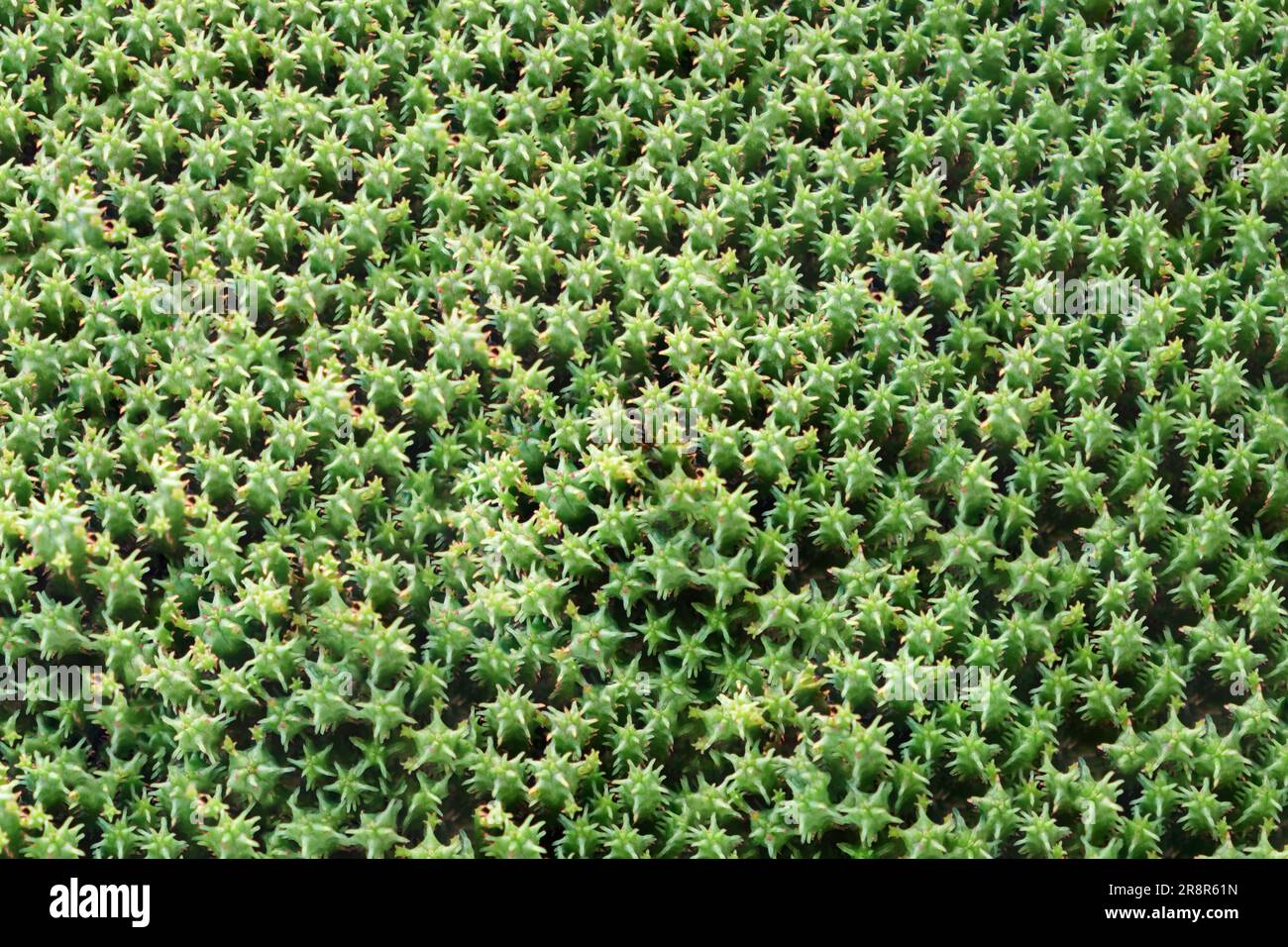 Kaktuspflanzenmuster. Grüne Blätter. Natürlicher Hintergrund. Grünes Sukkulentes Blattstrukturmuster Stockfoto