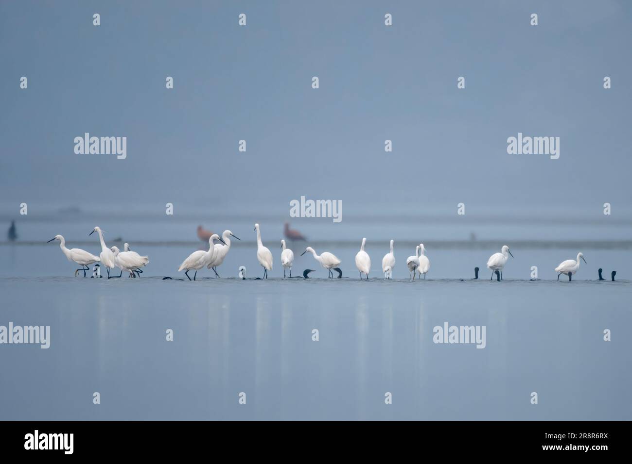 Little Ereret (Egretta garzetta), eine Art von Kleinreiher in der Familie Ardeidae, beobachtet in Gajoldaba in Westbengalen, Indien Stockfoto