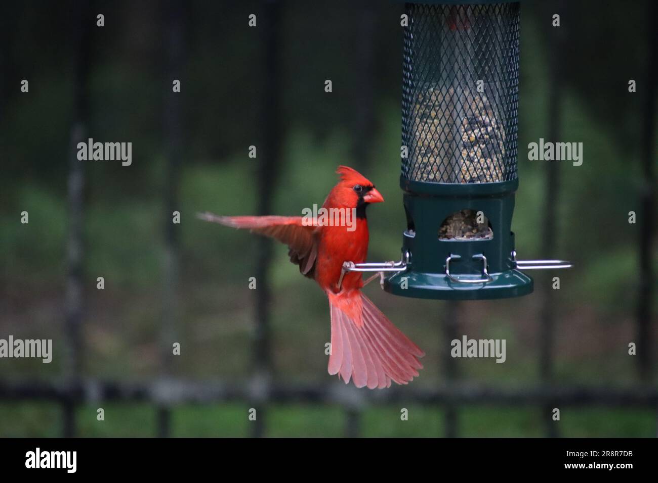 Männlicher roter nördlicher Kardinalvogel songbird, hoch oben auf einem Metallträger. Stockfoto