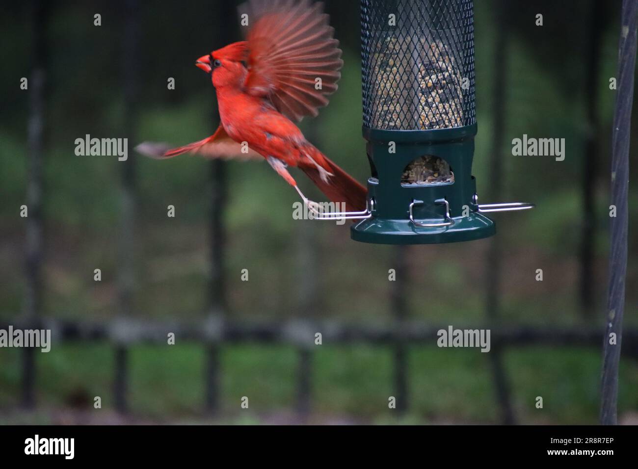 Männlicher roter nördlicher Kardinalvogel songbird, hoch oben auf einem Metallträger. Stockfoto