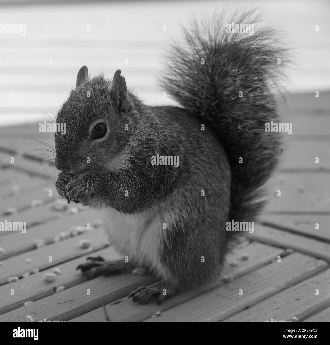 Ein süßes und pelziges graues Eichhörnchen befindet sich auf einer hölzernen Oberfläche mit einer Handvoll Erdnüsse im Mund Stockfoto