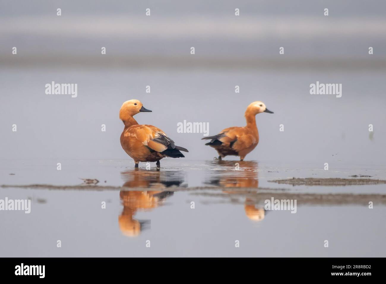 Ruddy shelduk (Tadorna ferruginea), in Indien als Brahminyente bekannt, beobachtet in Gajoldaba in Weset Bengal, Indien Stockfoto