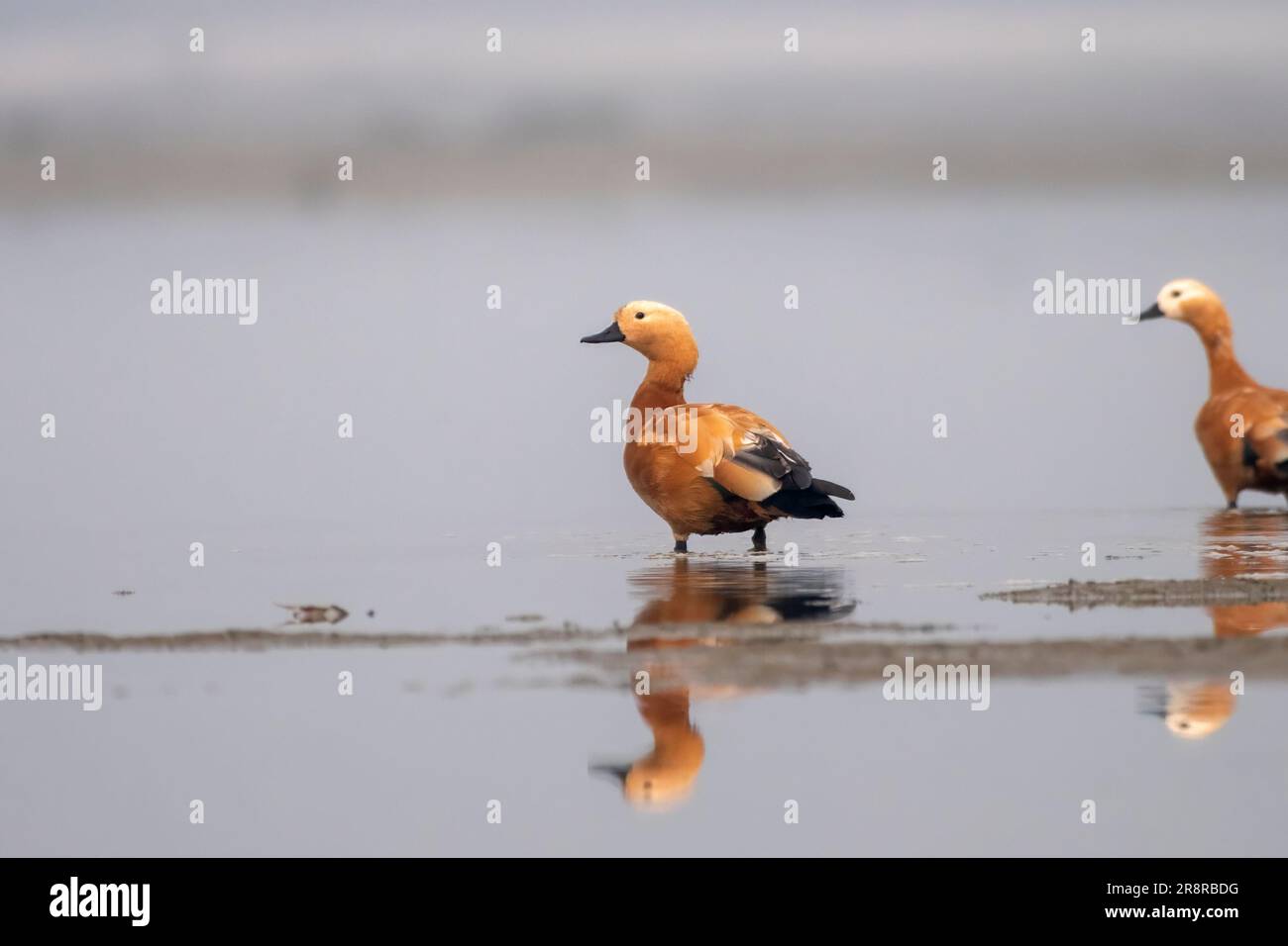 Ruddy shelduk (Tadorna ferruginea), in Indien als Brahminyente bekannt, beobachtet in Gajoldaba in Weset Bengal, Indien Stockfoto