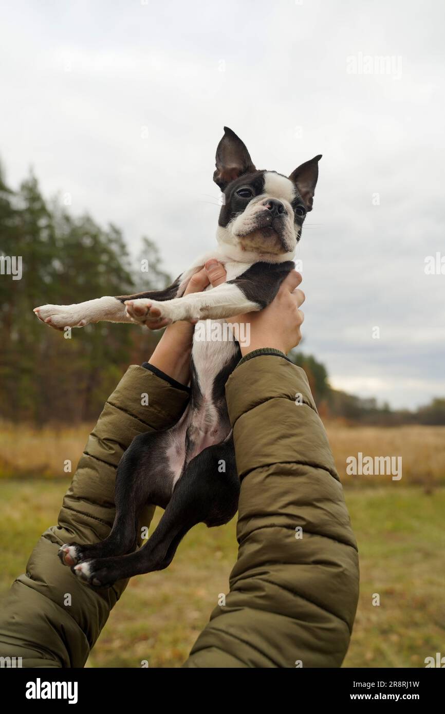 Der süße französische Bulldog in den Händen des Besitzers gegen den Himmel. Die Hände des Besitzers halten einen kleinen Hund. Stockfoto