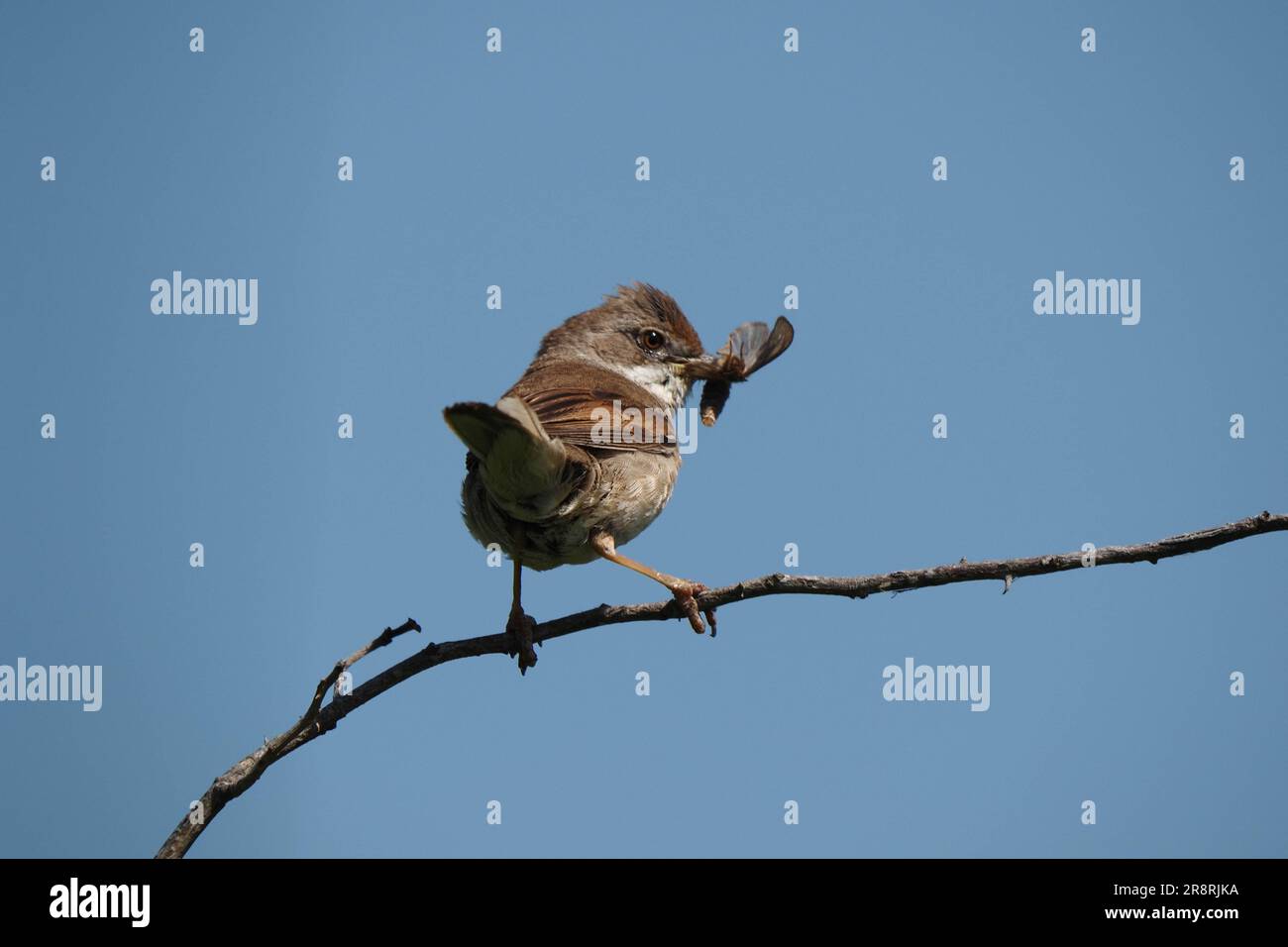 Gemeinsamen Whitethroat Sylvia communis Stockfoto