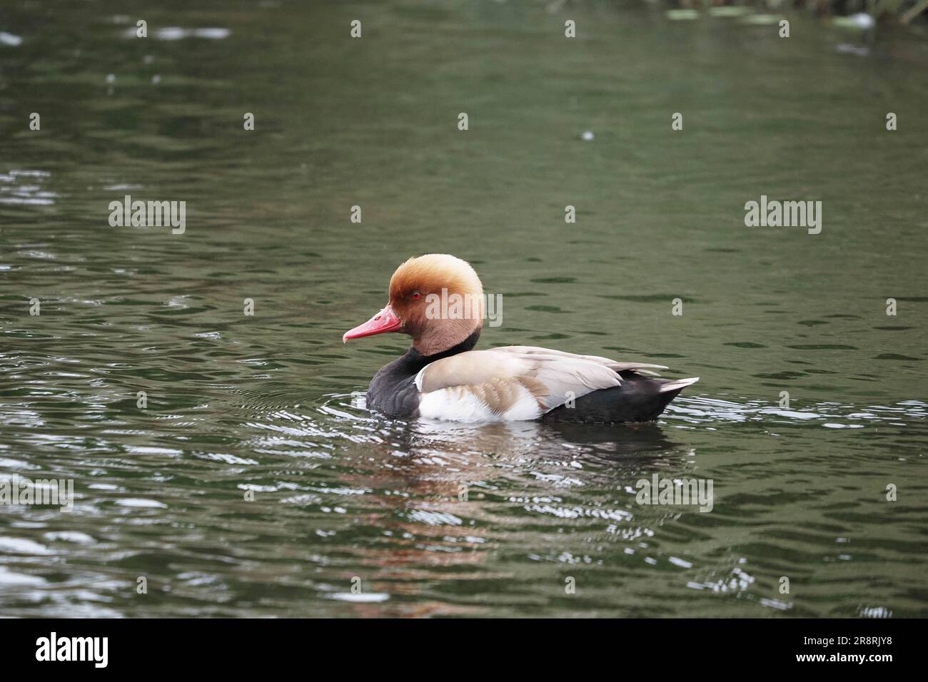 Rot Crested Tafelenten Netta rufina Stockfoto