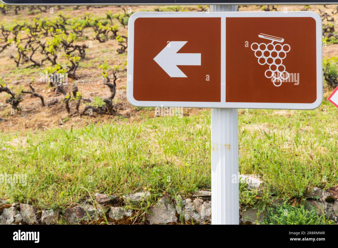 Weinstraße in der Nähe der Windmühle (Moulin a vent de Romaneche-Thorins), Chenas, Beaujolais, Saone-et-Loire, Bourgogne-Franche-Comte, Frankreich Stockfoto
