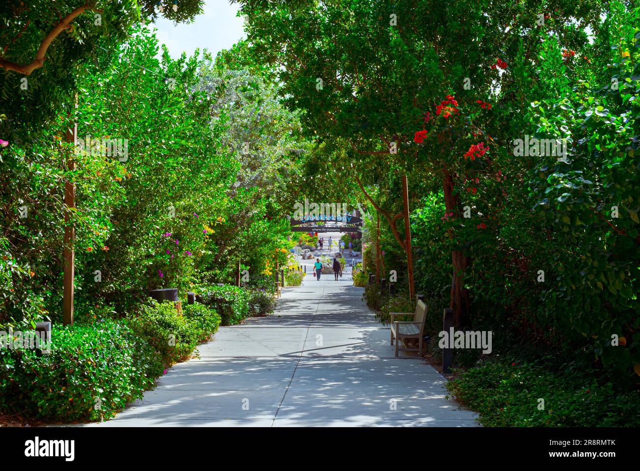 Grand Cayman, Cayman Island, Februar 2023, Blick auf einen Pfad mit üppiger Vegetation, der zum Eingang der Camana Bay führt, einem Ort am Wasser Stockfoto