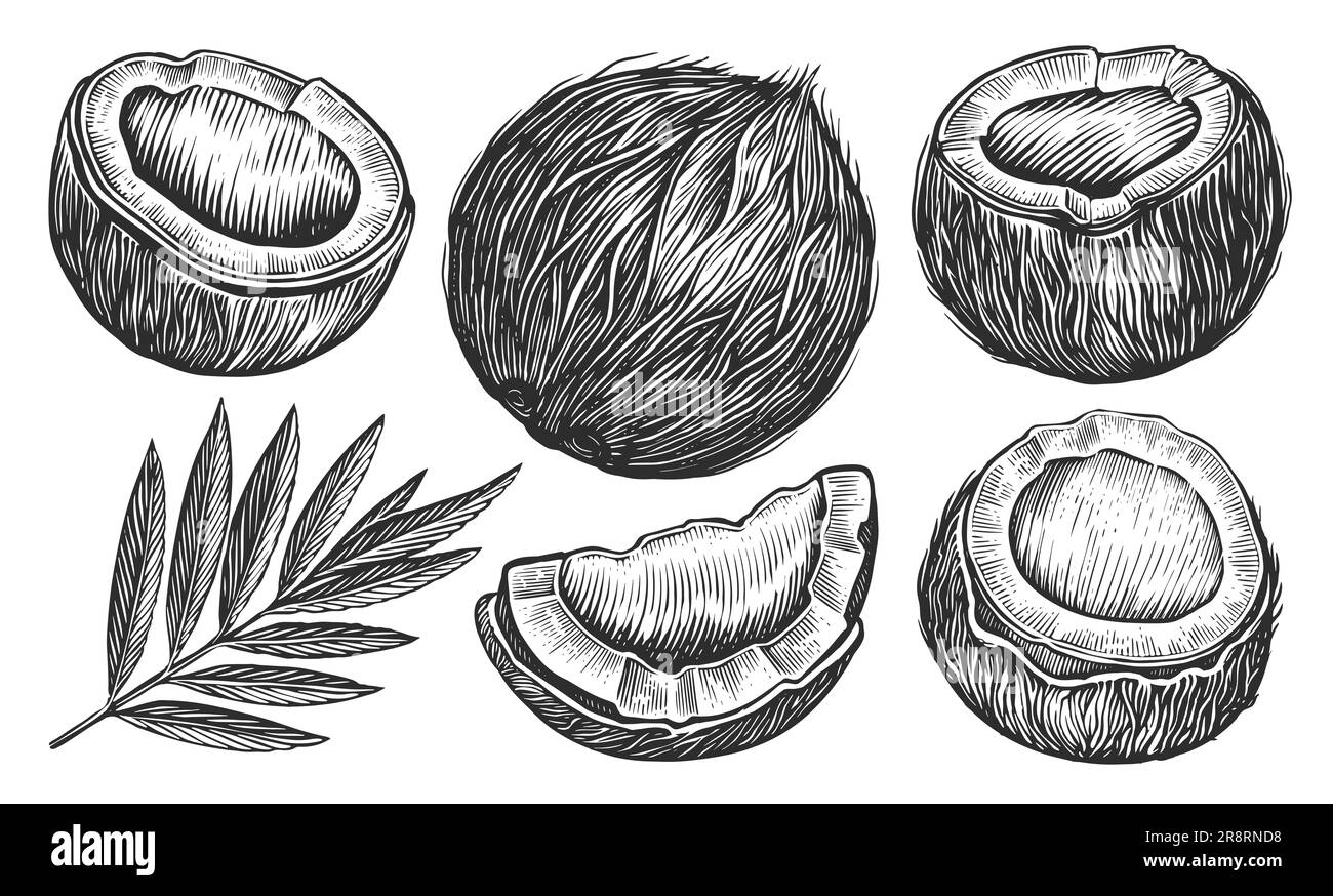Handgezeichnete Kokosnuss mit Palmenblatt. Beispiel für tropische Speisen. Vintage-Gravur Stockfoto