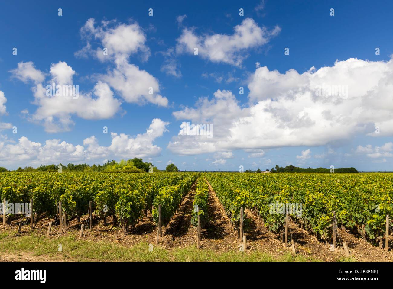 Weinberge mit Chateau Cos d'Estournel, Bordeaux, Aquitanien, Frankreich Stockfoto