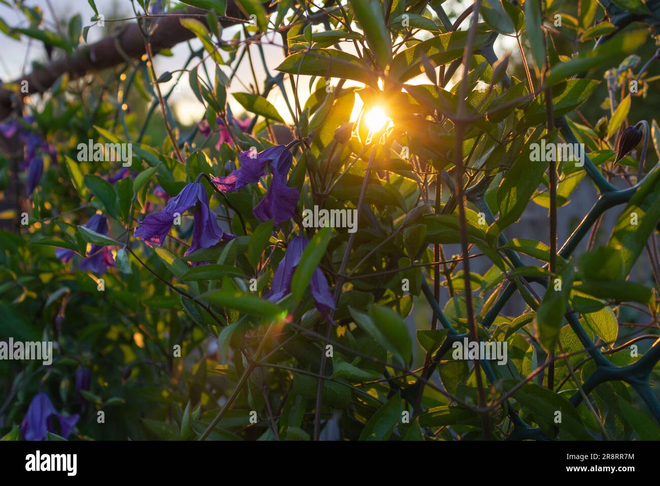 Blühende Clematien in den Strahlen der untergehenden Sonne. Stockfoto