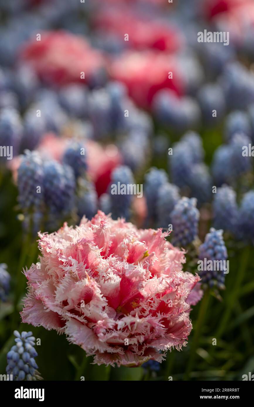 Makroaufnahme von Tulpe mit Wassertropfen, Blumengarten Keukenhof, Lisse, Niederlande Stockfoto