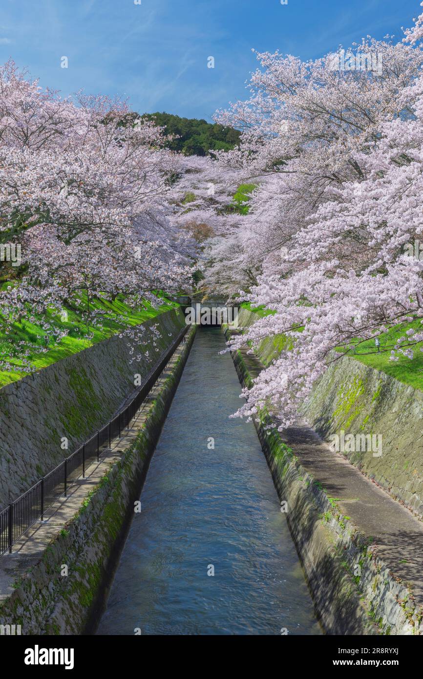 Kirschblüten auf dem Biwako-Kanal Stockfoto