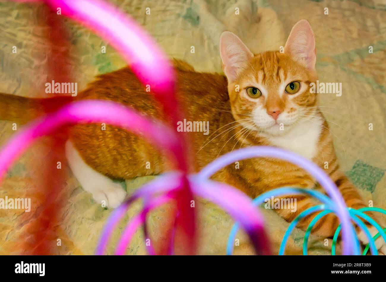 Wolfie, ein 10 Wochen altes, orange-weißes Kätzchen, spielt am 7. Juni 2023 in CODEN, Alabama, mit einem Plastikspielzeug aus Slinky. Stockfoto