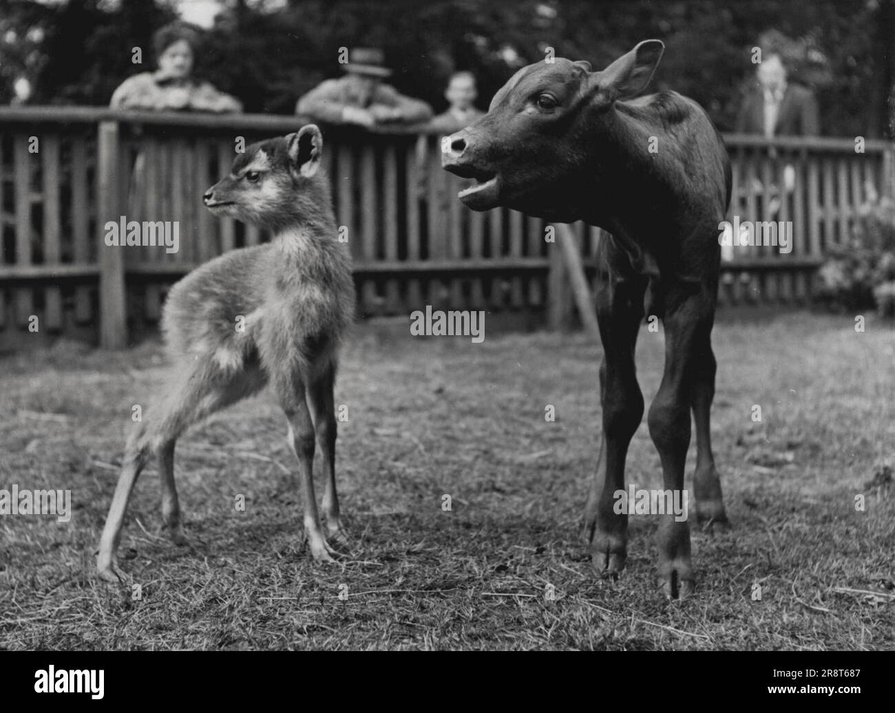 Die verachtenswerte Sitatunga lockt seine Lippe und sagt: "Wer wäre eine kleine Schwester?" Halt die Klappe, du dünner porth. Du solltest dich schämen, in deinem Alter nach deiner Mutter zu schreien. Das Watusi-Rinderkalb ist erst zwölf Tage alt, und die Sitatunga ist in der Tat gleich alt. Aber es gibt keinen Zweifel, wer der Boss - und ein bisschen ein Tyrann - in der Koppel im Belle Vue (Manchester) Zoo ist. Beide Babys werden von Kindern getauft, die heute an einer Sendung der Children's Hour teilnehmen. 18. Juni 1952. (Foto von Daily Mirror). Stockfoto