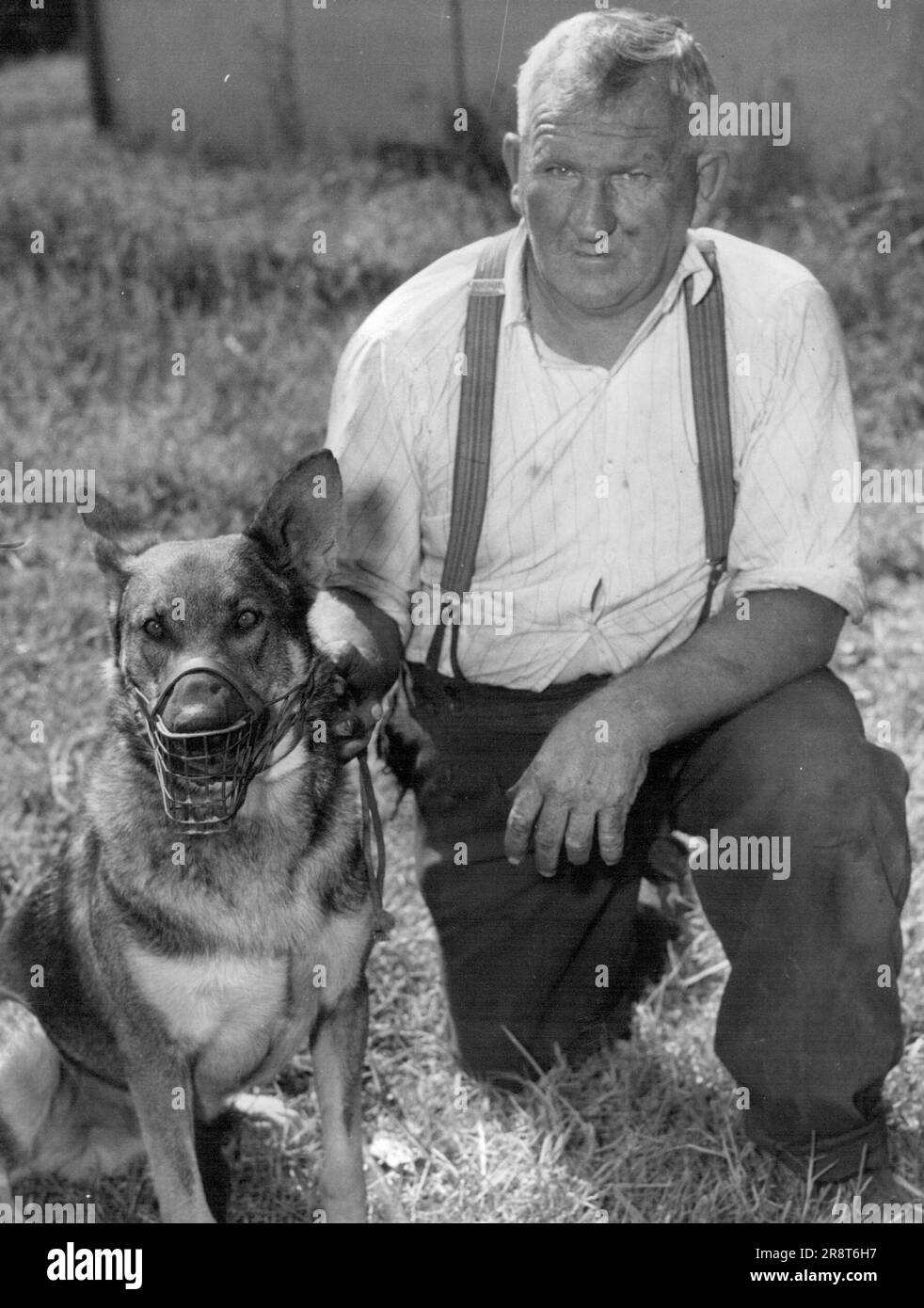 Bankstown Busbesitzer Max Treuer mit seinem elsässischen Hund. Ein wilder elsässischer Hund ist in einem Busdepot in Bankstown los, um Fahrzeuge und Ausrüstung im Wert von über £50.000 $ zu bewachen. Diese Vorsichtsmaßnahme folgt der Drohung an Besitzer Max Treuer, seine Flotte von 15 Einzel- und Doppeldeckerbussen in die Luft zu jagen. Mr. Treuer behauptet, er sei einer von denen, die von einer Gang in der Stadt Bankstown "vermarktet" wurden. Der 18., 55 Jahre alte ehemalige Stadtrat von Bankstown sagte heute, er hätte sechs Telefondrohungen in den letzten drei Jahren erhalten. 15. April 1955. Stockfoto