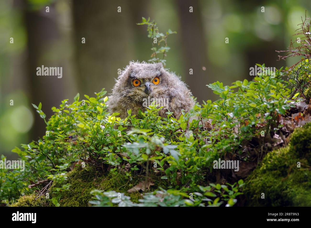 Junger eurasischer Adler im Blaubeerbeerfeld im Wald an sonnigen Tagen. Flauschiges, süßes Tier. Bubo Bubo Stockfoto