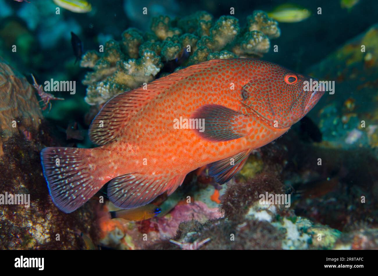 Tomatenbarsch, Cephalopholis sonnerati, Seraya Tauchplatz, Seraya, Karangasem Regency, Bali, Indonesien, Indischer Ozean Stockfoto