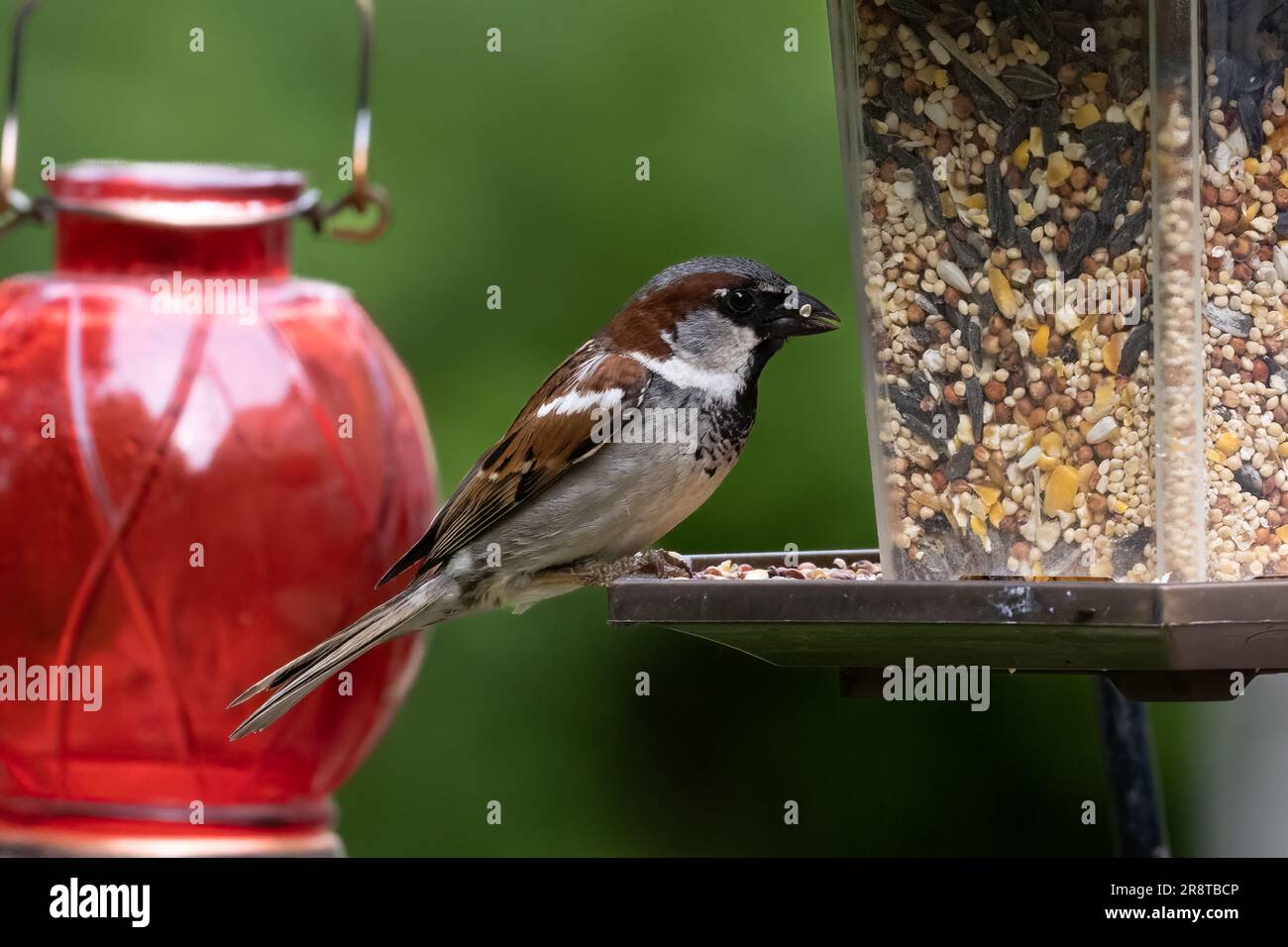 Der Spatz des Hauses steht auf einer Vogelzucht mit Samen im Mund Stockfoto