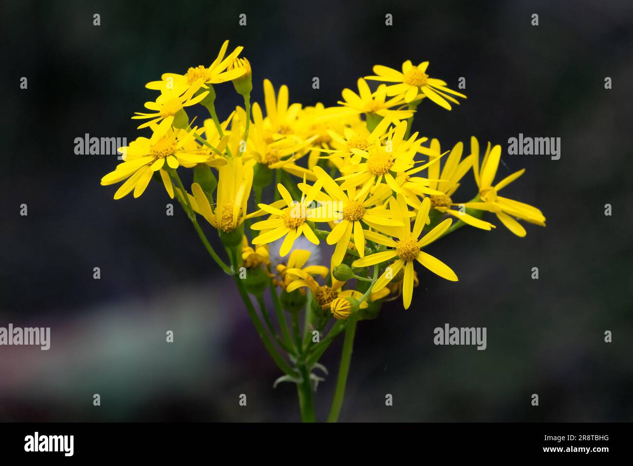 Nahaufnahme von Butterweed Yellow Flower Cluster Stockfoto