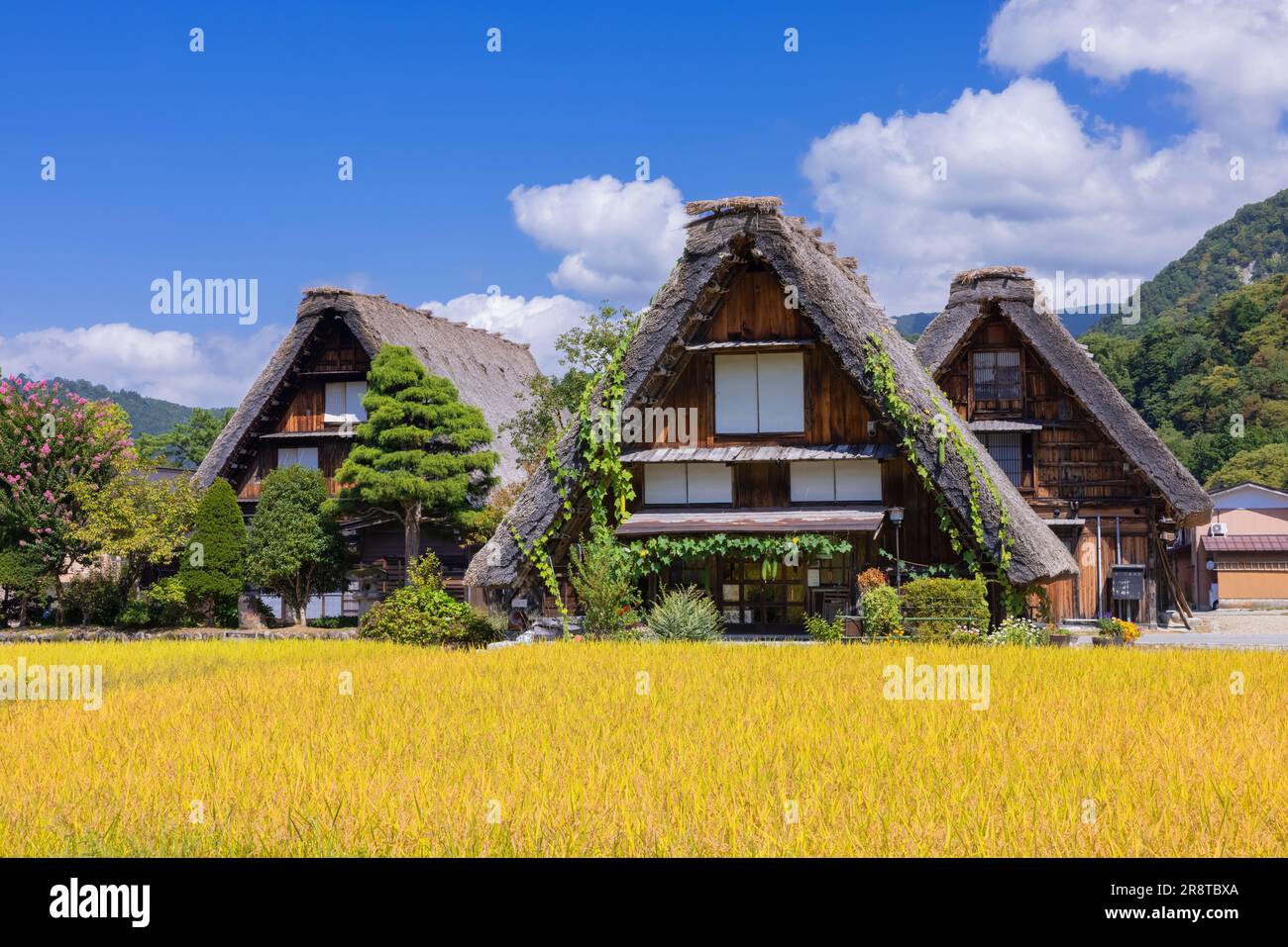 Im Herbst Shirakawago Stockfoto