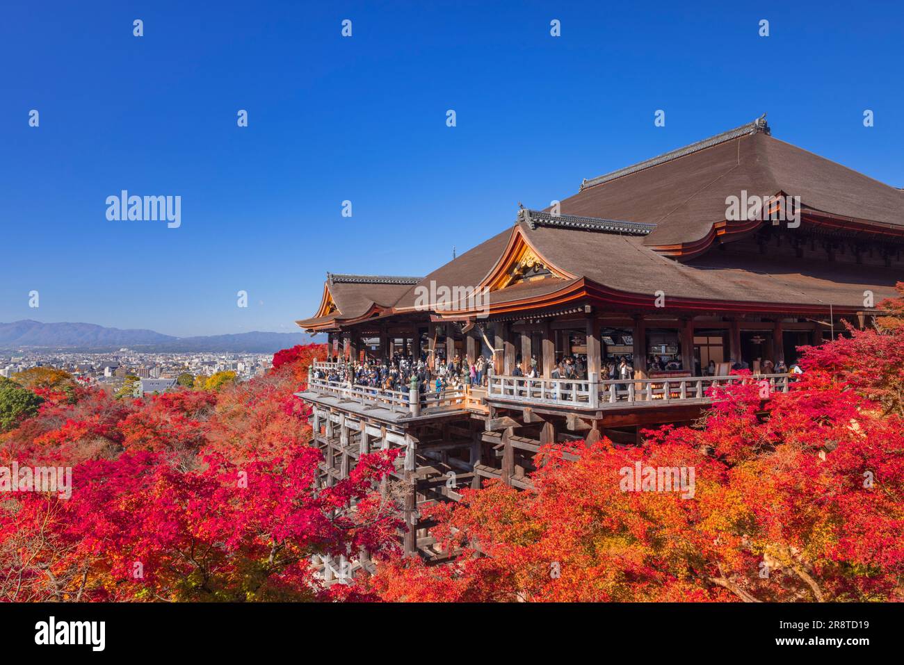 Die Haupthalle Kiyomizu-dera im Herbstlaub Stockfoto